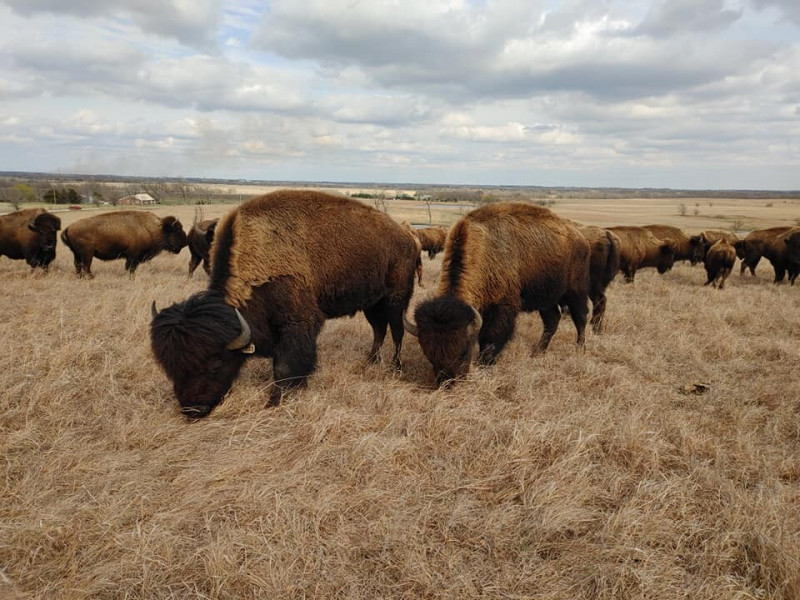Bison Bliss: Fresh Beef and Tours!