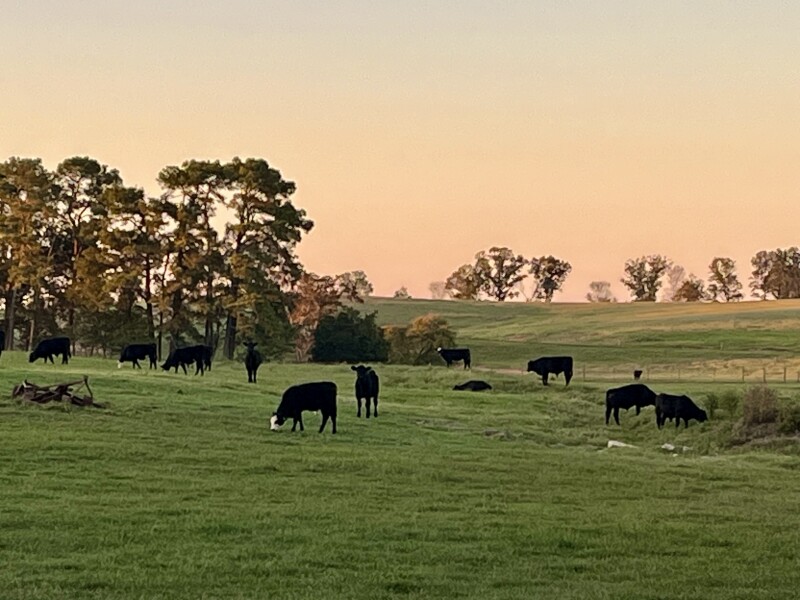 Pasture-Raised Sheep Farm Retreat
