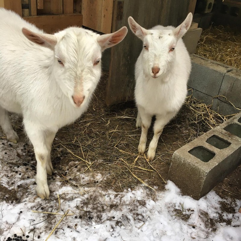 Fresh Fare Year-Round at Cedar Valley Farm