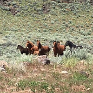 Boondocking host near Cedarville, CA photo 2