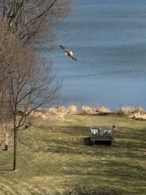 Serene Lakeside Backyard Retreat photo 2