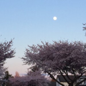 Quiet Suburban Street Stop - Photo 2