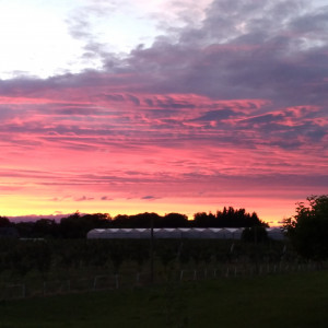 Country Orchard RV Retreat photo 2