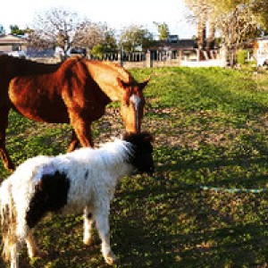 Desert Urban Animal Farm Retreat photo 2