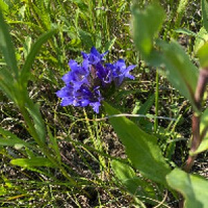 Prairie Wildflower Retreat photo 2