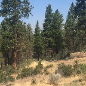 Foothill Forest RV Retreat photo 2