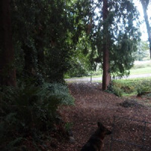 Shaded Cedar Grove RV Retreat photo 2