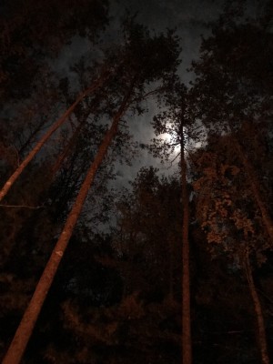 Boondocking host near Eure, NC photo 2