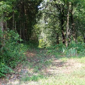 Shaded Woodland RV Retreat - Photo 2