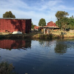 Central Valley Peach Orchard Retreat photo 3