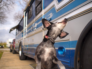 Quiet Suburban RV Retreat photo 2