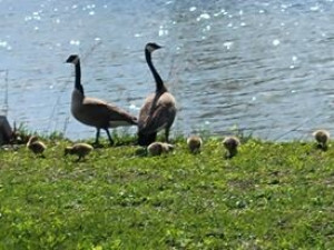 Exotic Animal Refuge & Pond Retreat photo 2
