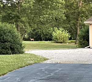 Quiet Suburban RV Retreat photo 2