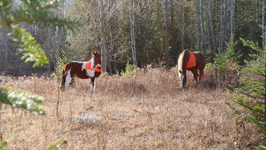 Secluded Farm Retreat with Horses
